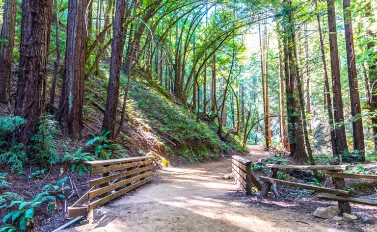 Hiking Trails Near Me: How To Find The Best Local Hikes
