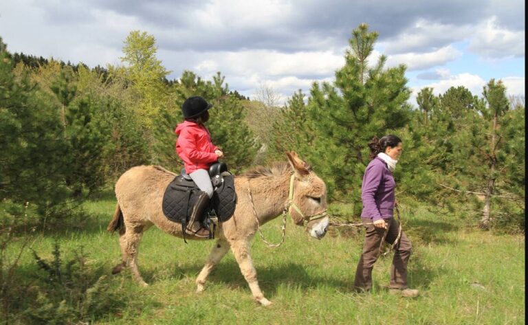 Hiking With Donkeys: Meet Your New Hiking Companion